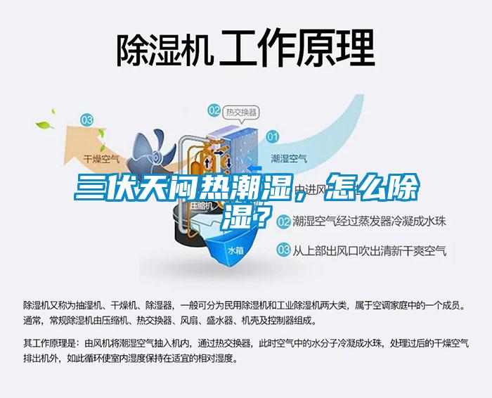 三伏天闷热潮湿，怎么除湿？