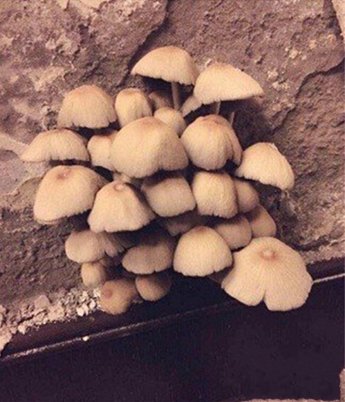 蘑菇食用菌草莓视频APP在线观看加湿案例
