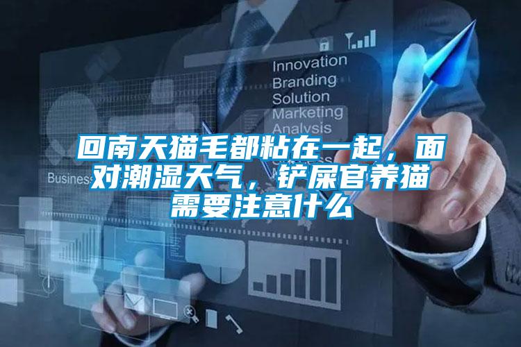回南天猫毛都粘在一起，面对潮湿天气，铲屎官养猫需要注意什么