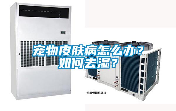 宠物皮肤病怎么办？如何去湿？