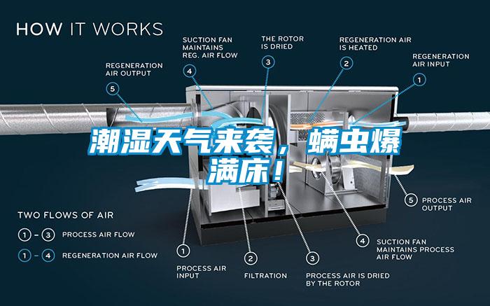 潮湿天气来袭，螨虫爆满床！