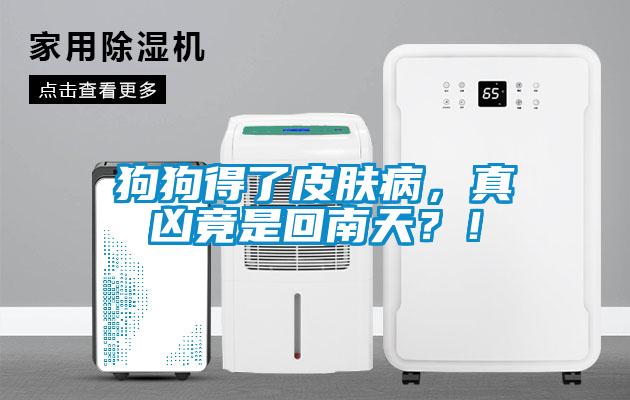 狗狗得了皮肤病，真凶竟是回南天？！