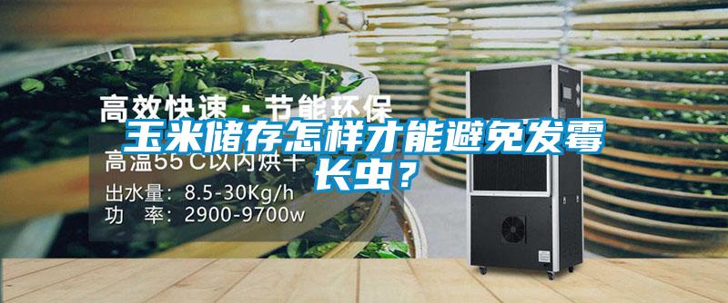 玉米储存怎样才能避免发霉长虫？