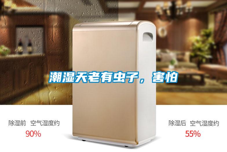 潮湿天老有虫子，害怕