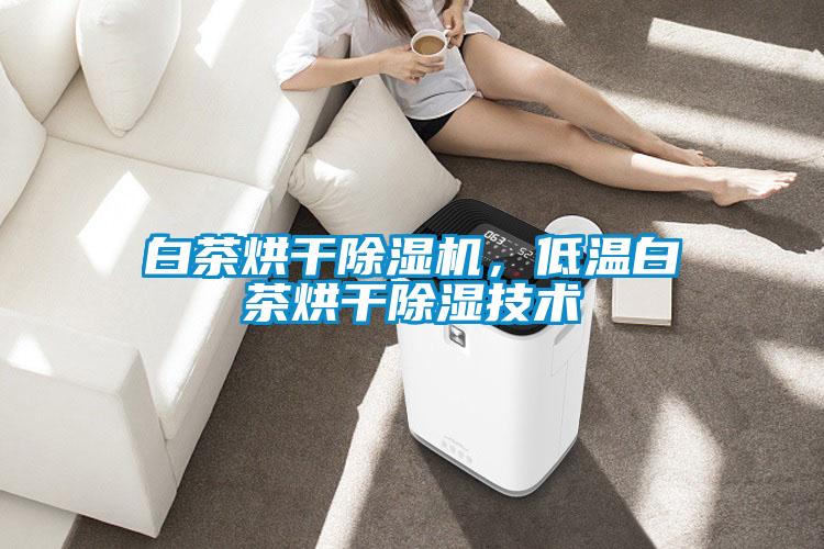 白茶烘干草莓视频APP在线观看，低温白茶烘干除湿技术