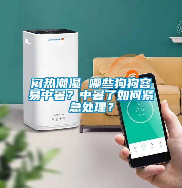 闷热潮湿 哪些狗狗容易中暑？中暑了如何紧急处理？