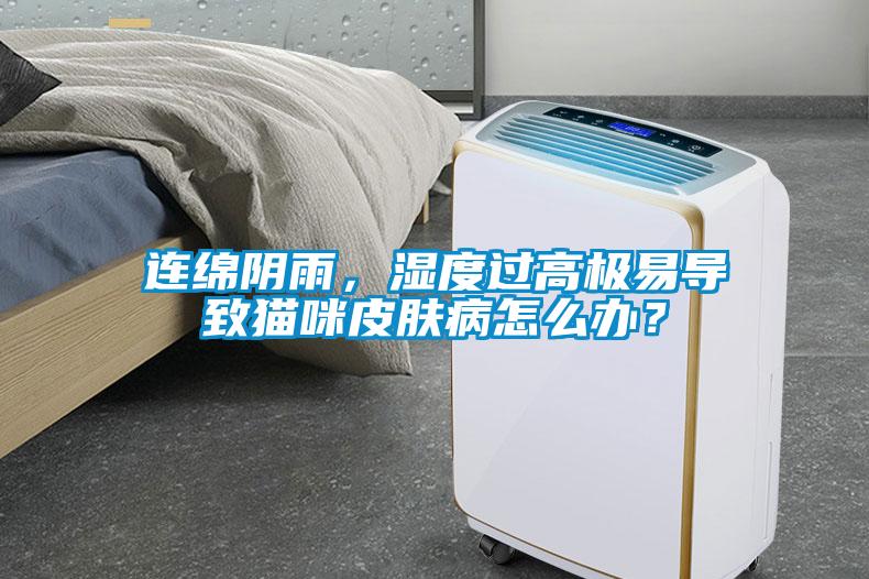 连绵阴雨，湿度过高极易导致猫咪皮肤病怎么办？