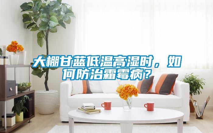 大棚甘蓝低温高湿时，如何防治霜霉病？