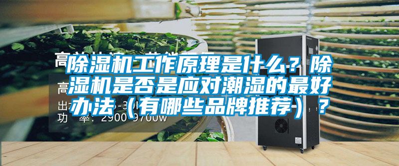 草莓视频APP在线观看工作原理是什么？草莓视频APP在线观看是否是应对潮湿的最好办法（有哪些品牌推荐）？